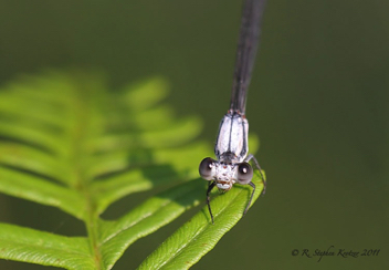 Argia moesta, male